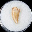 Bargain Raptor Tooth From Morocco - #16985-1